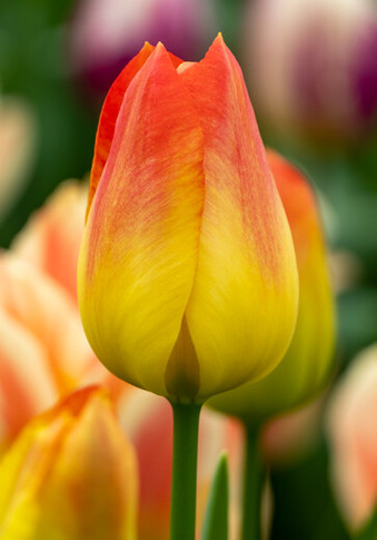 Tulip Bulb, Suncatcher