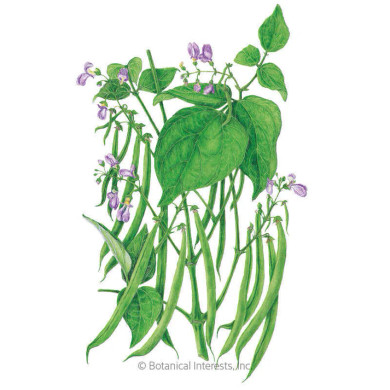 Bean Seeds, Blue Lake 274 Bush