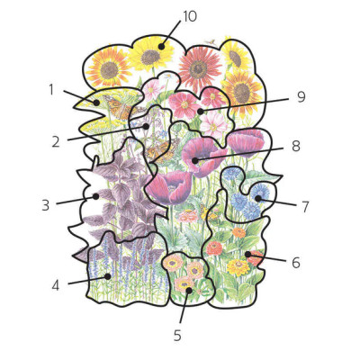 Pollinator Garden Flower Seed Mix