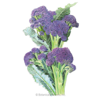 Broccoli Seeds, Burgundy