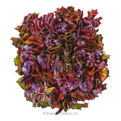 Lettuce Seeds, Eazyleaf Brentwood, Organic