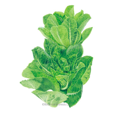 Lettuce Seeds, Parris Island Cos Romaine