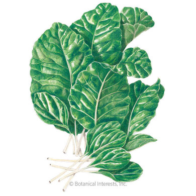 Mustard Spinach Seeds, Tendergreen