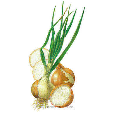 Onion Seeds, Walla Walla, Organic
