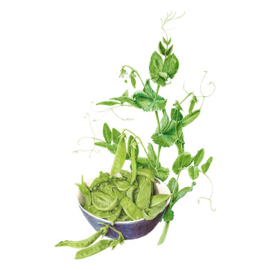 Pea Seeds, Oregon Sugar Pod II Snow, Organic