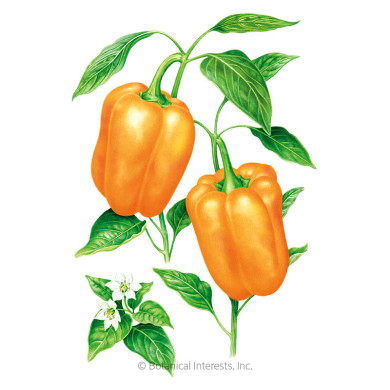 Pepper Seeds, Orange Sun Sweet, Organic