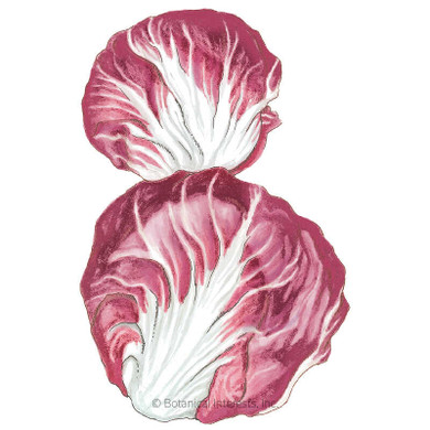 Radicchio Seeds, Palia Rossa Mavrik, Organic