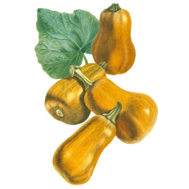 Squash Seeds, Honeynut Winter, Organic