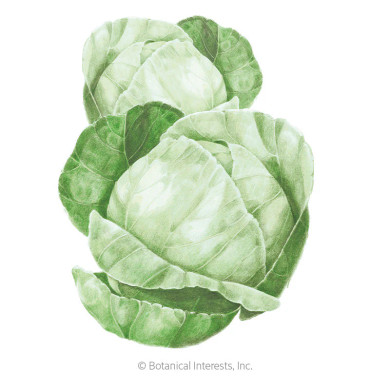 Cabbage Seeds, Copenhagen Market