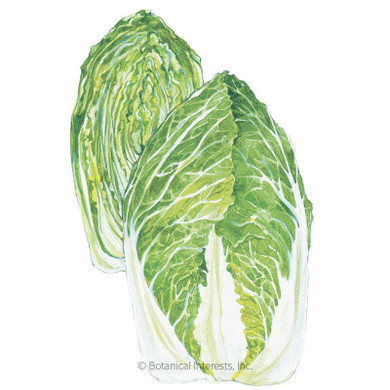 Cabbage Seeds, Napa One Kilo Slow Bolt