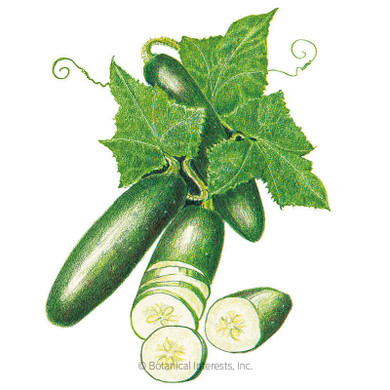 Cucumber Seeds, Poinsett 76