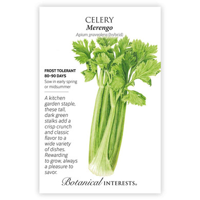 Celery Seeds,  Merengo