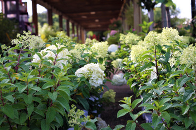 3/20 4:15  GH  Extra, Extra, Hear All About It!  New Plants for 2026  