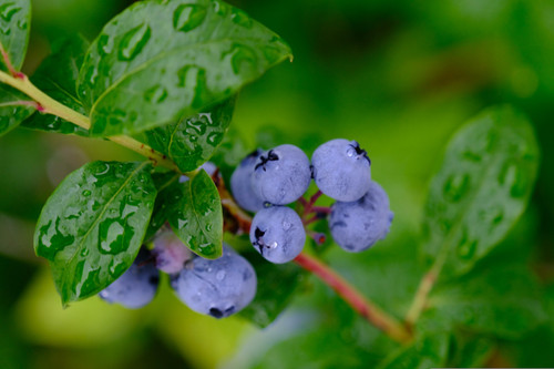 Blueberry, Blue Crop