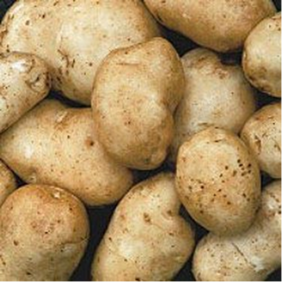 Kennebec Potato 5 lb. Bag