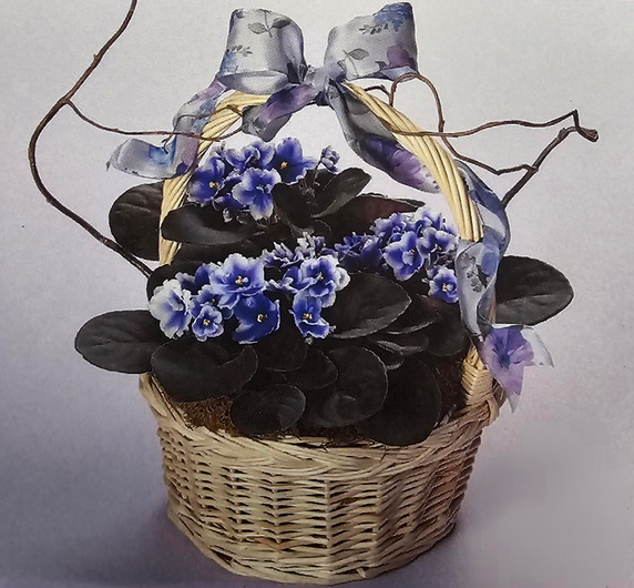 A Basket of Violets