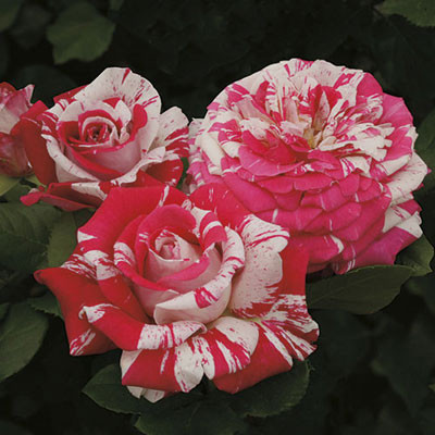 Neil Diamond Rose