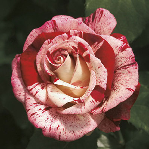 Rock & Roll Rose