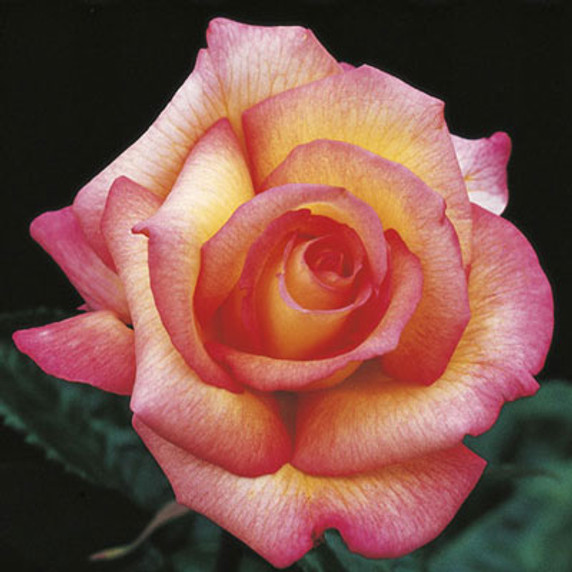 Sheila's Perfume Rose