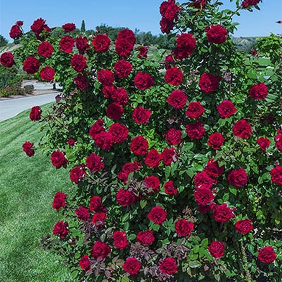 Lady in Red Rose