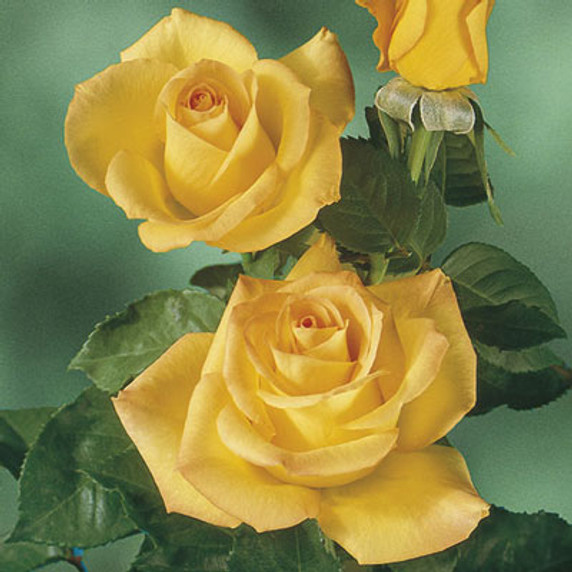 Gold Medal Rose