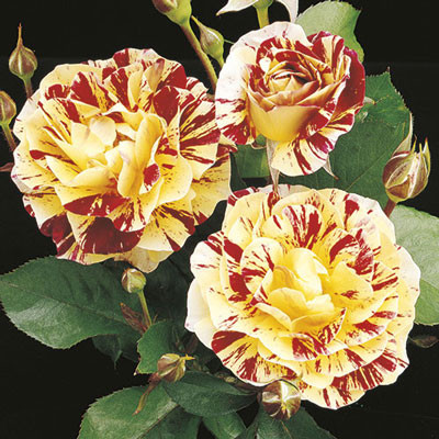 George Burns Rose