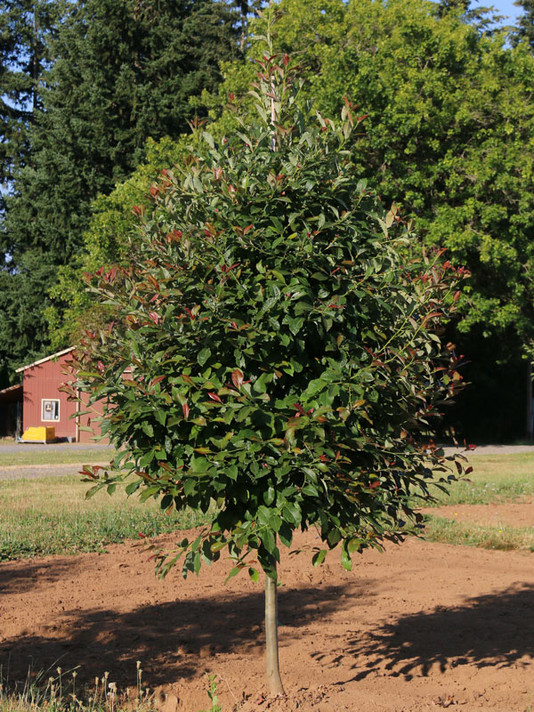 Wildfire Blackgum