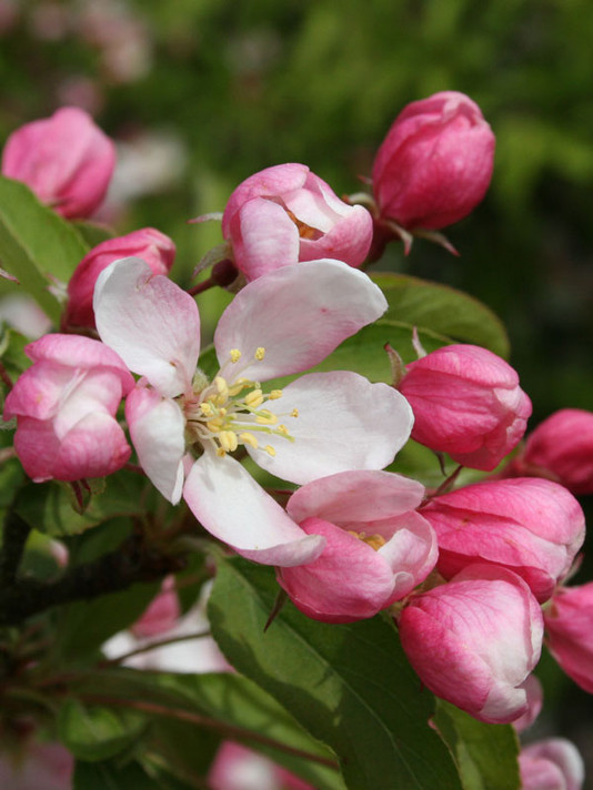 Sugar Tyme Crabapple