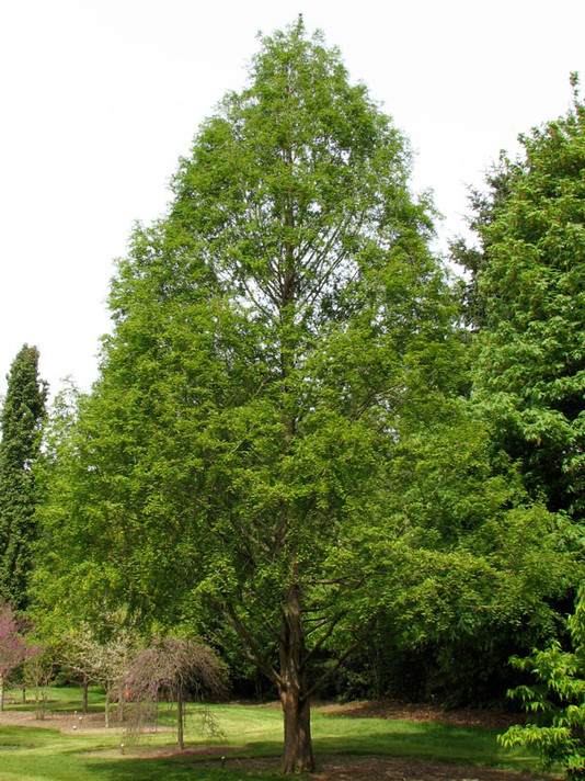 Dawn Redwood