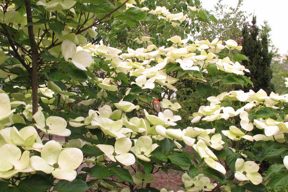 Venus Dogwood Tree