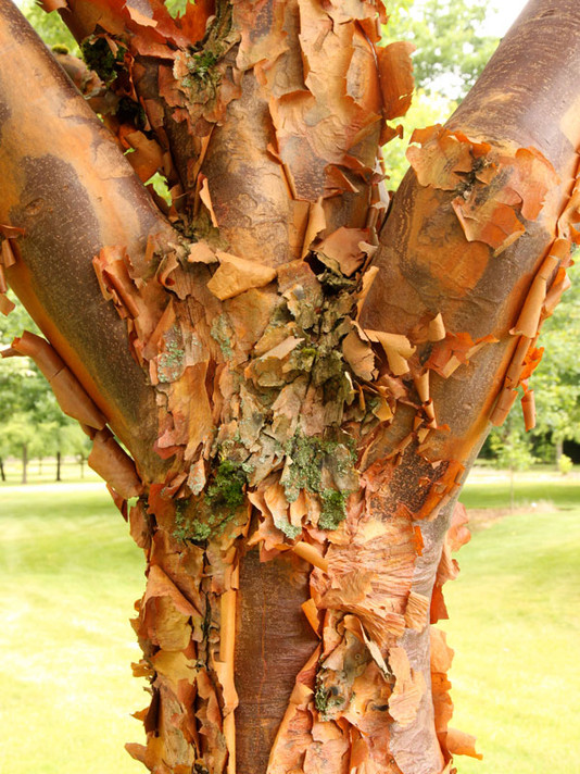 Paperbark Maple Tree