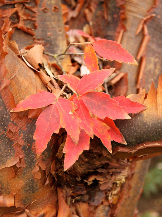 Paperbark Maple Tree