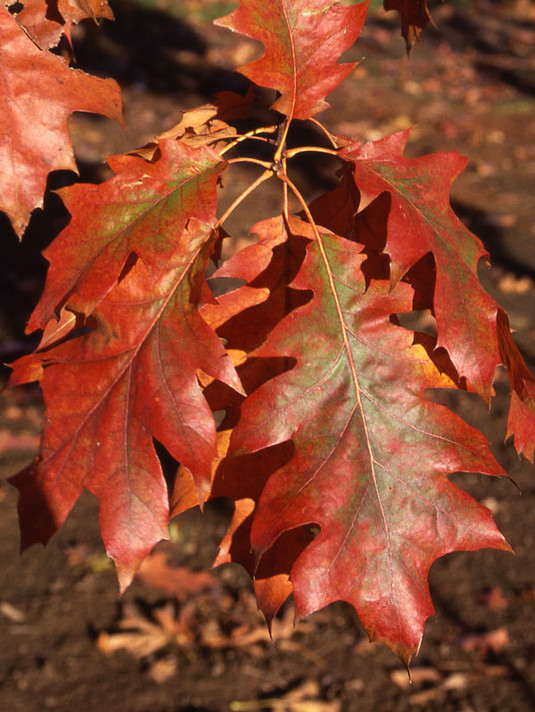 Red Oak Tree