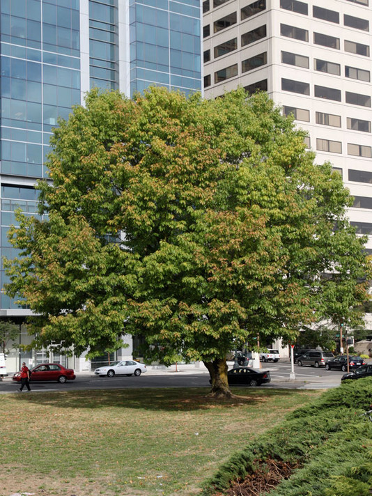 Red Oak Tree