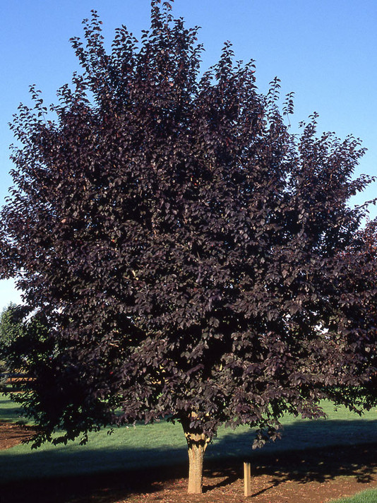 Krauter Vesuvius Ornamental Plum Tree