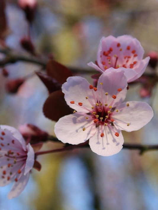 Krauter Vesuvius Ornamental Plum Tree