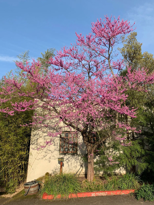 Eastern (Tree Form) Redbud Tree