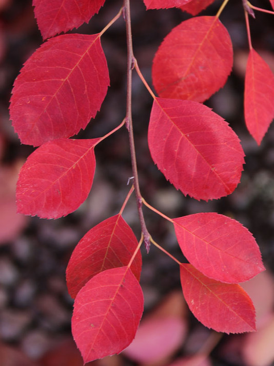 Autumn Brilliance (Clump) Serviceberry