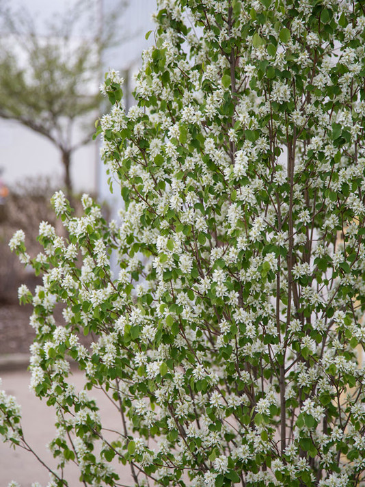 Standing Ovation Serviceberry