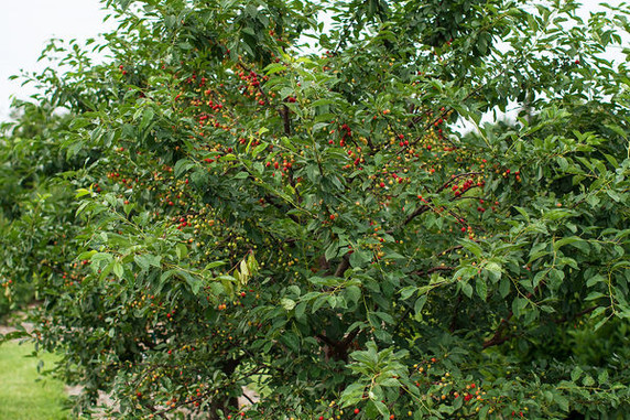 Sweet Cherry Pie Sour Fruit Bearing Cherry Tree