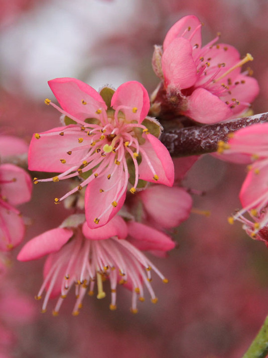 Red Haven Standard Peach Tree