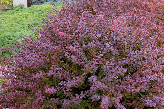Crimson Pigmy Compact Barberry