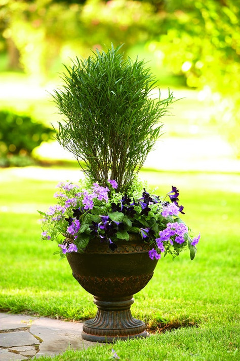 photos courtesy of Proven Winners ColorChoice Shrubs