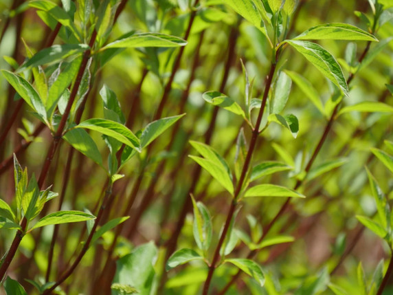 photos courtesy of Proven Winners ColorChoice Shrubs