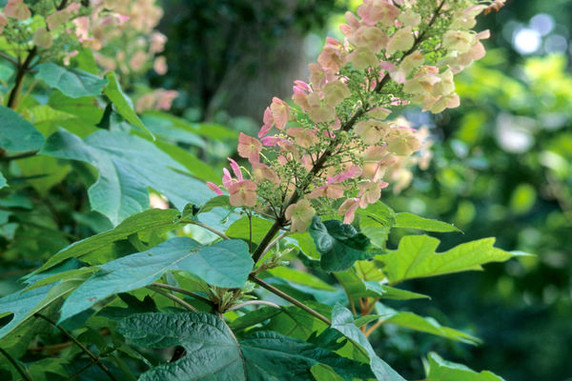 Alice Oakleaf Hydrangea Shrub