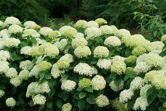 Invincibelle Limetta Hydrangea Shrub