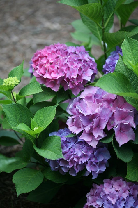 photos courtesy of Proven Winners ColorChoice Shrubs