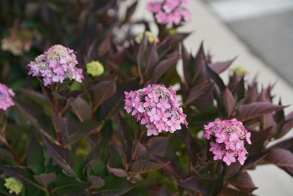 photos courtesy of Proven Winners ColorChoice Shrubs