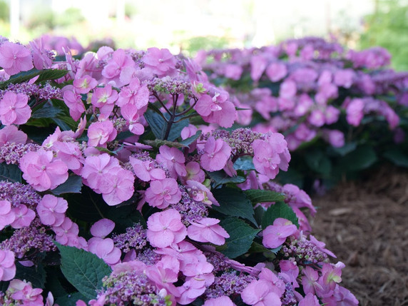 photos courtesy of Proven Winners ColorChoice Shrubs