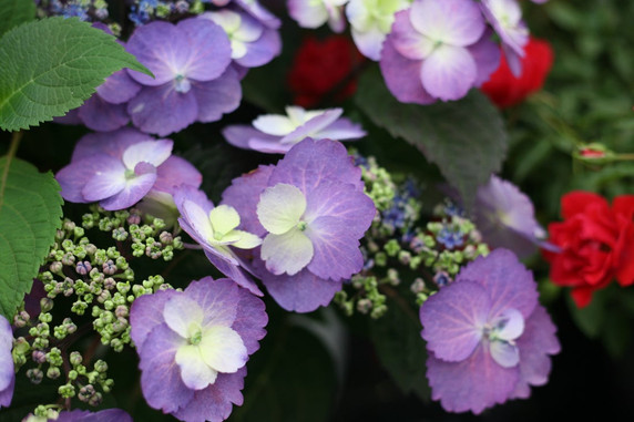 photos courtesy of Proven Winners ColorChoice Shrubs